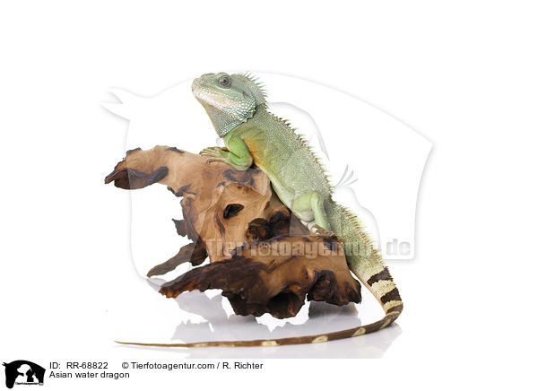 Grne Wasseragame Grner / Asian water dragon / RR-68822