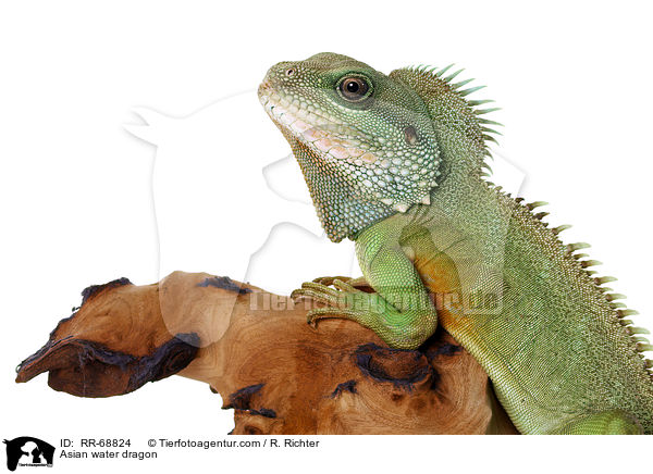 Asian water dragon / RR-68824