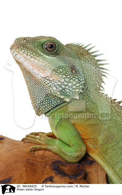 Grne Wasseragame Grner / Asian water dragon / RR-68825