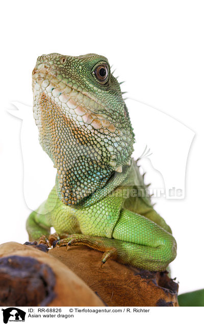 Grne Wasseragame Grner / Asian water dragon / RR-68826