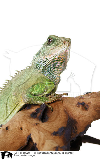 Grne Wasseragame Grner / Asian water dragon / RR-68827
