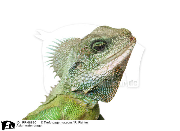 Grne Wasseragame Grner / Asian water dragon / RR-68830