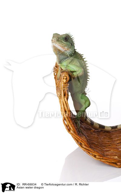 Grne Wasseragame Grner / Asian water dragon / RR-68834