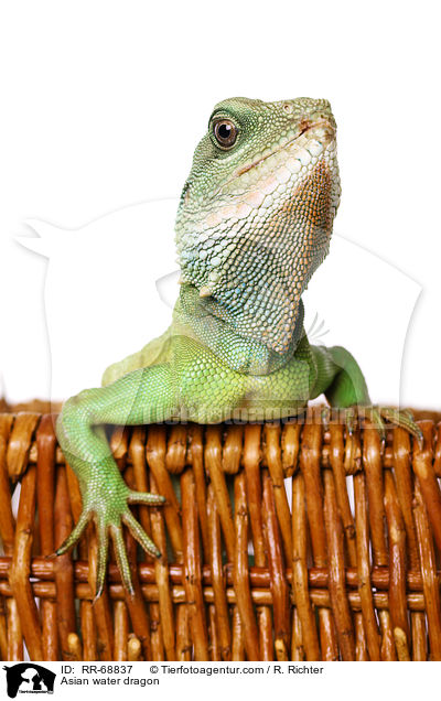 Asian water dragon / RR-68837