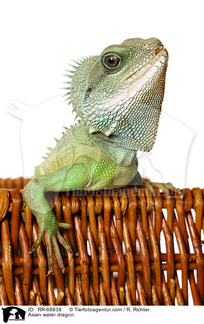 Grne Wasseragame Grner / Asian water dragon / RR-68838
