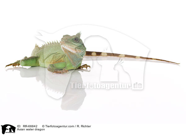 Grne Wasseragame Grner / Asian water dragon / RR-68842