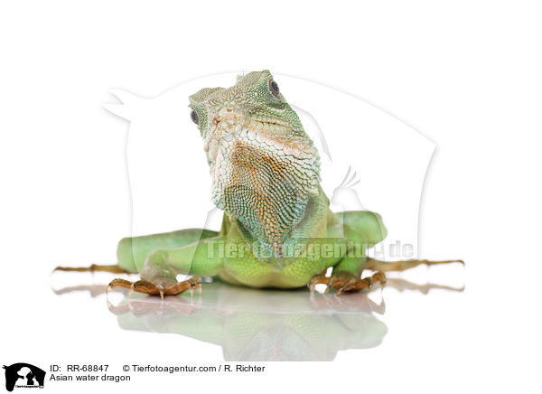 Grne Wasseragame Grner / Asian water dragon / RR-68847