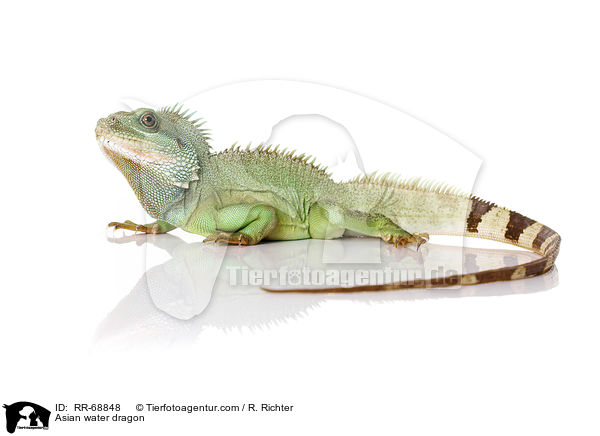 Grne Wasseragame Grner / Asian water dragon / RR-68848