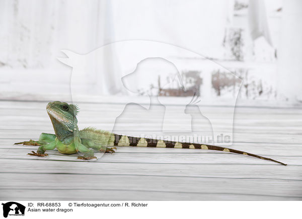 Grne Wasseragame Grner / Asian water dragon / RR-68853