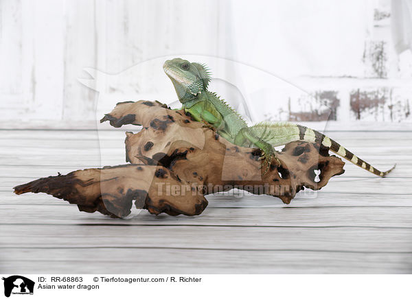 Grne Wasseragame Grner / Asian water dragon / RR-68863