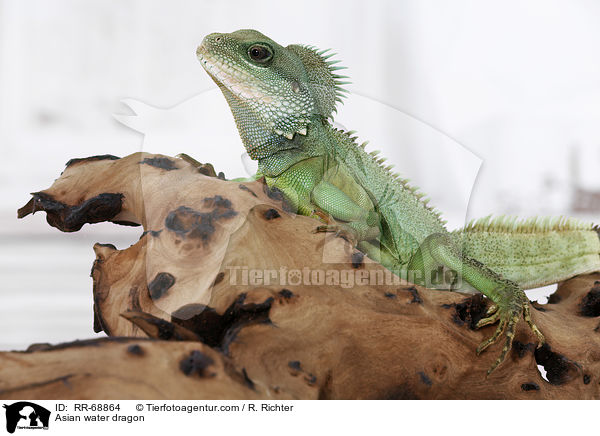 Grne Wasseragame Grner / Asian water dragon / RR-68864
