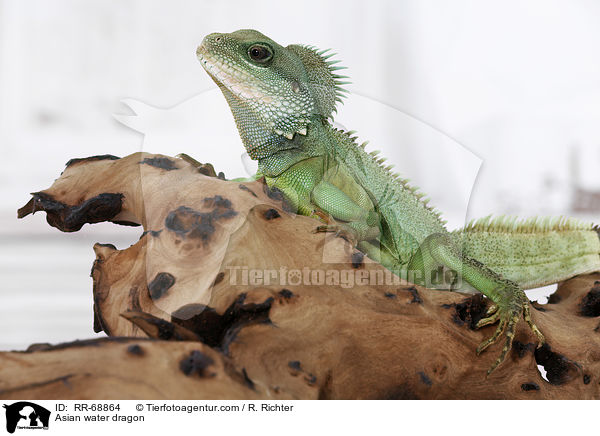 Asian water dragon / RR-68864