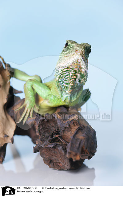 Grne Wasseragame Grner / Asian water dragon / RR-68866
