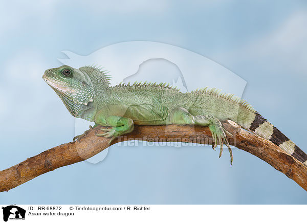 Asian water dragon / RR-68872