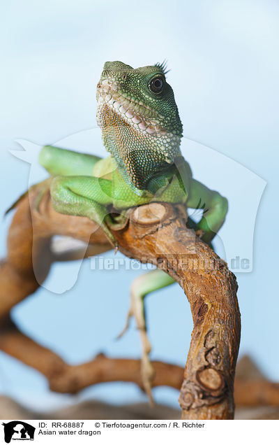 Grne Wasseragame Grner / Asian water dragon / RR-68887