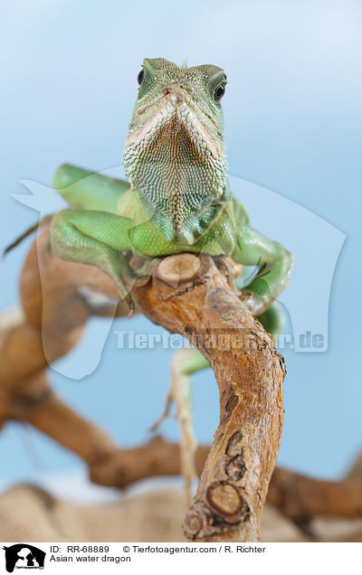 Grne Wasseragame Grner / Asian water dragon / RR-68889