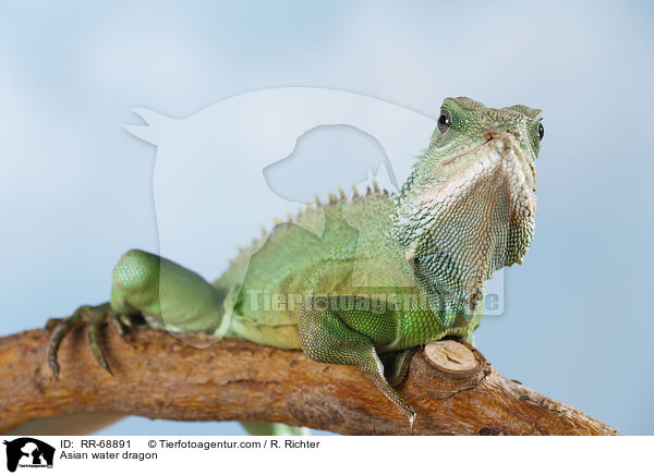 Asian water dragon / RR-68891