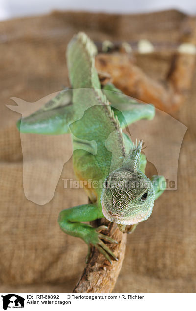 Asian water dragon / RR-68892