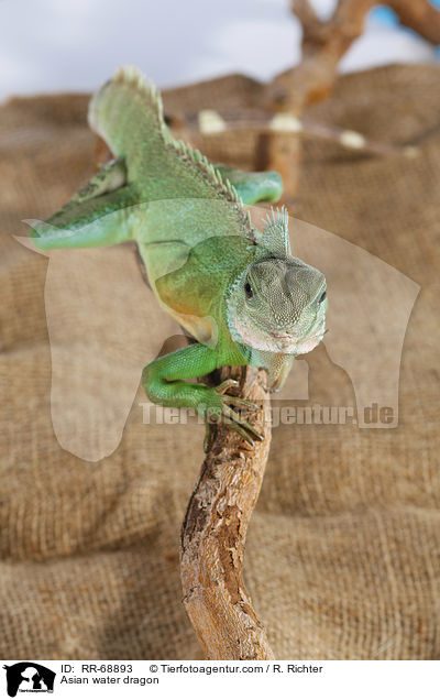 Grne Wasseragame Grner / Asian water dragon / RR-68893