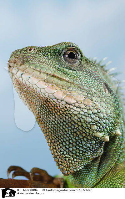 Grne Wasseragame Grner / Asian water dragon / RR-68894