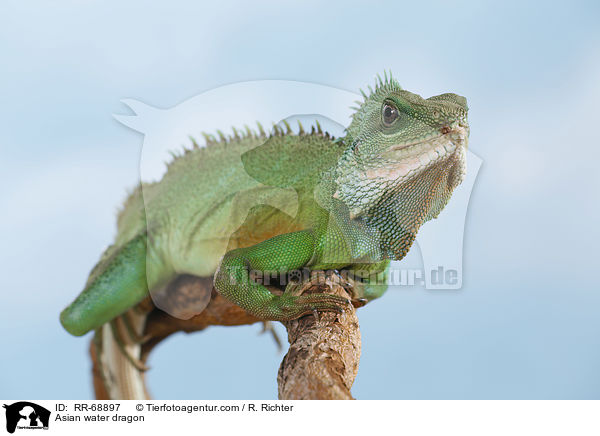 Grne Wasseragame Grner / Asian water dragon / RR-68897