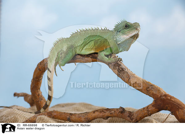 Grne Wasseragame Grner / Asian water dragon / RR-68898