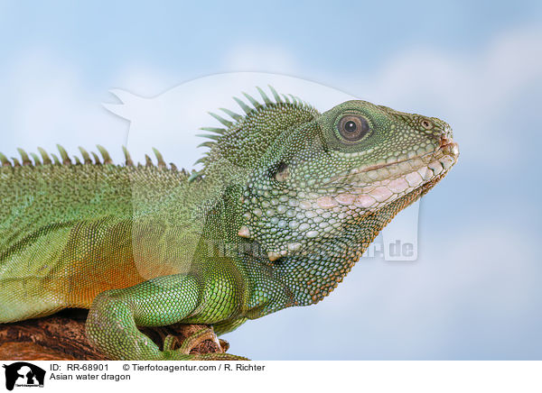 Grne Wasseragame Grner / Asian water dragon / RR-68901