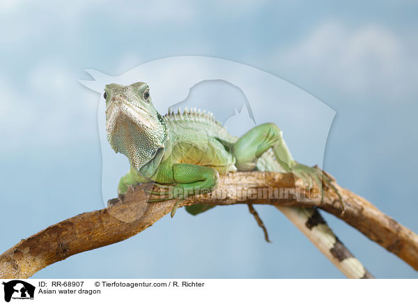 Asian water dragon / RR-68907