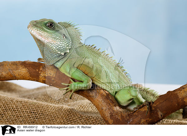 Grne Wasseragame Grner / Asian water dragon / RR-68912