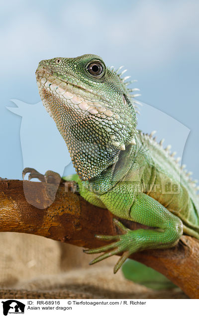 Grne Wasseragame Grner / Asian water dragon / RR-68916