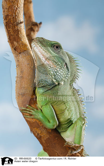 Grne Wasseragame Grner / Asian water dragon / RR-68920