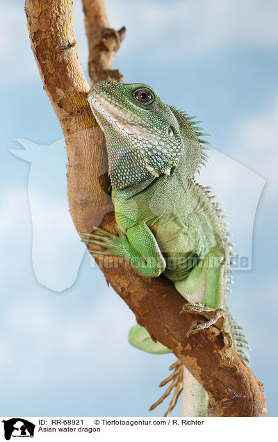 Grne Wasseragame Grner / Asian water dragon / RR-68921