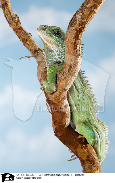 Asian water dragon / RR-68927