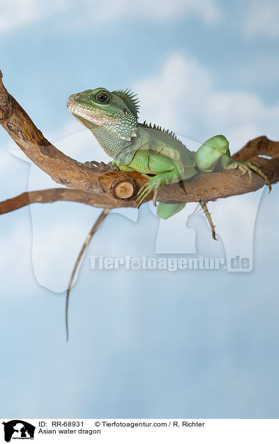 Asian water dragon / RR-68931