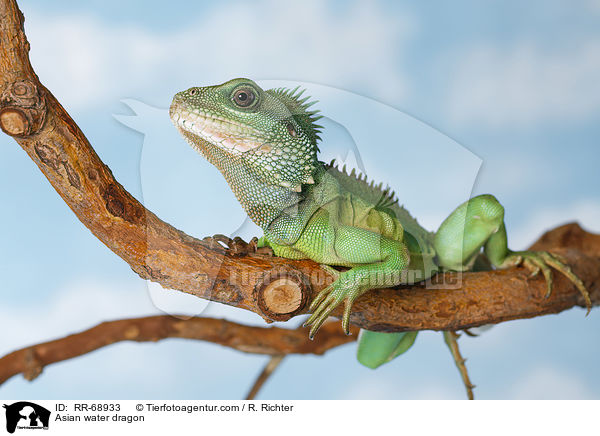 Asian water dragon / RR-68933