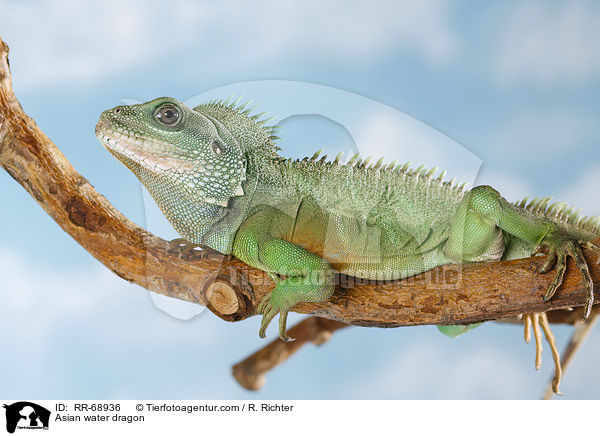 Asian water dragon / RR-68936