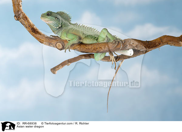 Grne Wasseragame Grner / Asian water dragon / RR-68938