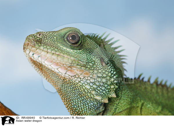 Grne Wasseragame Grner / Asian water dragon / RR-68940