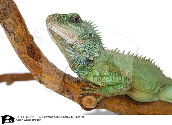 Grne Wasseragame Grner / Asian water dragon / RR-68941
