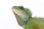 Asian water dragon