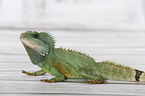 Asian water dragon