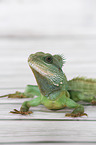 Asian water dragon