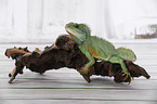 Asian water dragon