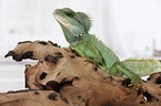 Asian water dragon