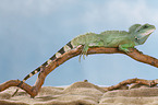 Asian water dragon