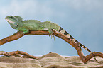 Asian water dragon