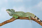 Asian water dragon