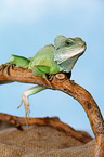 Asian water dragon