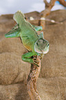 Asian water dragon