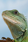 Asian water dragon